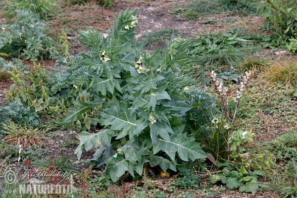 Black Henbane (Hyoscyamus niger)