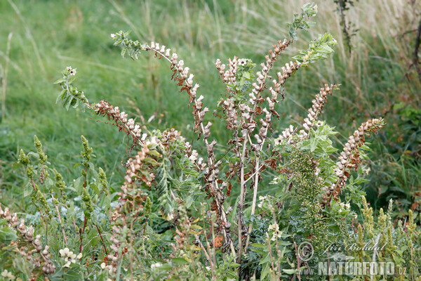 Black Henbane (Hyoscyamus niger)