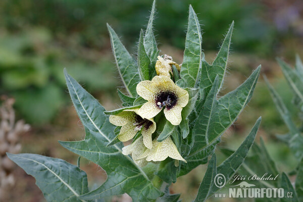 Black Henbane (Hyoscyamus niger)