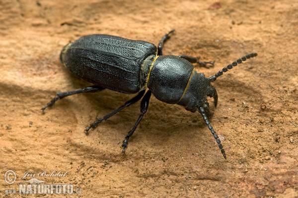 Black Longicorn Beetle (Spondylis buprestoides)