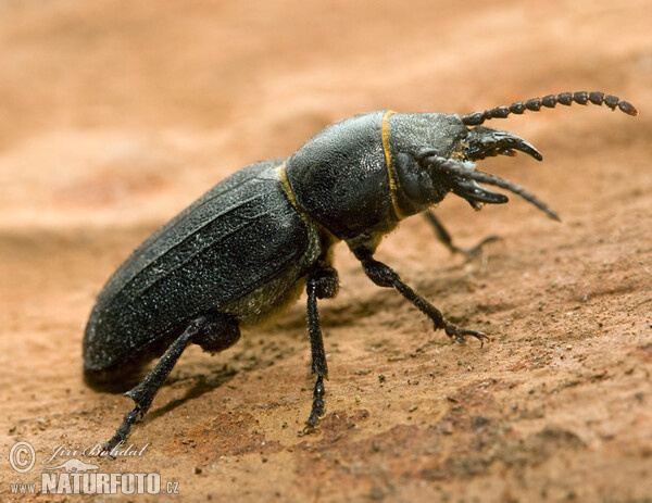 Black Longicorn Beetle (Spondylis buprestoides)