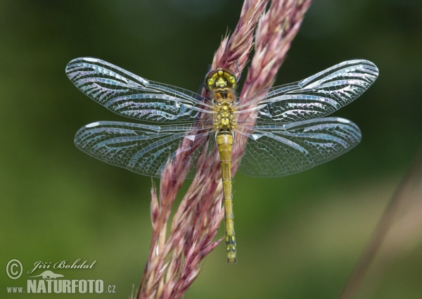 Black Meadowhawk (Sympetrum danae)