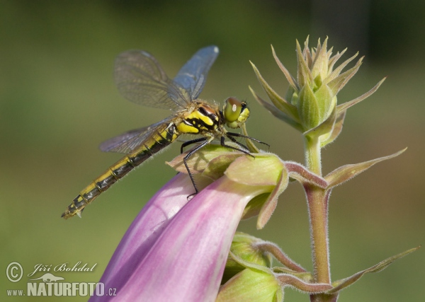 Black Meadowhawk (Sympetrum danae)