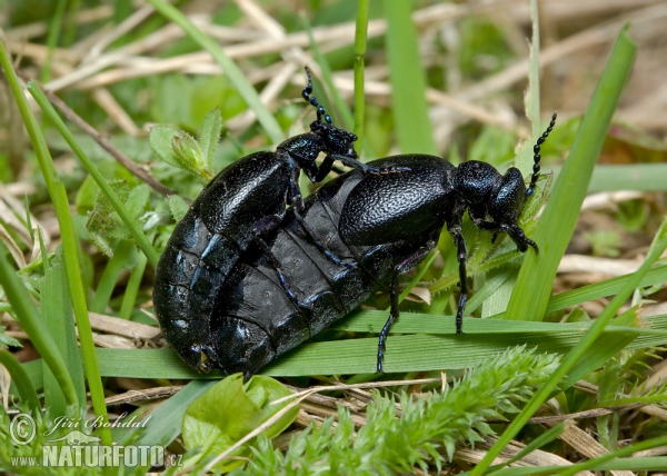 Black Oil Beetle (Meloe proscarabaeus)