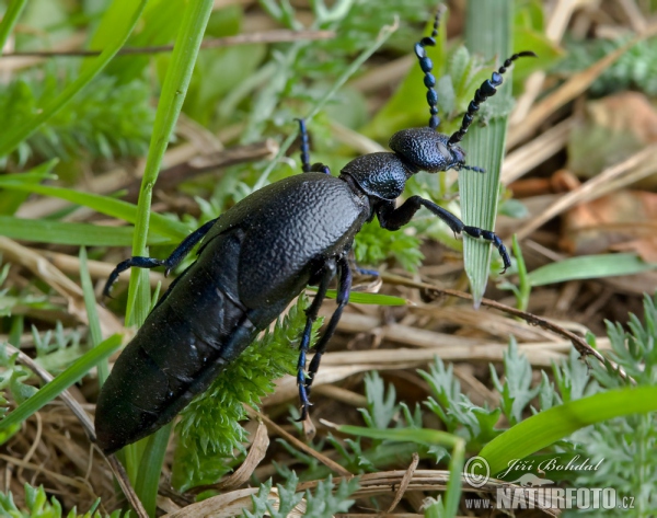 Black Oil Beetle (Meloe proscarabaeus)