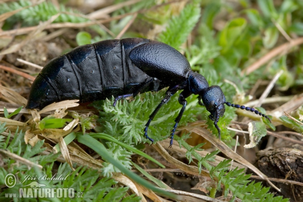 Black Oil Beetle (Meloe proscarabaeus)