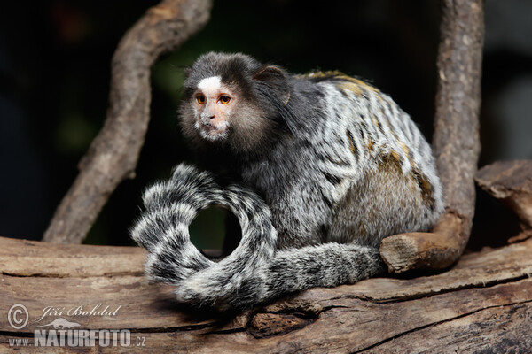 Black-penicilled Marmoset (Callithrix penicillata)