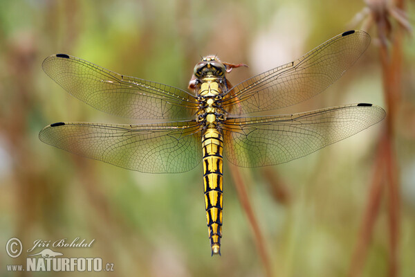 Black-tailed Skimmer F (Orthetrum cancellatum)