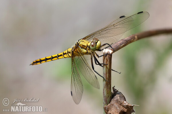 Black-tailed Skimmer F (Orthetrum cancellatum)