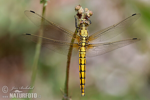 Black-tailed Skimmer F (Orthetrum cancellatum)