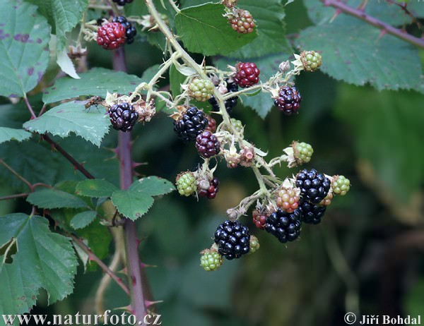 Blackberry (Rubus bifrons)