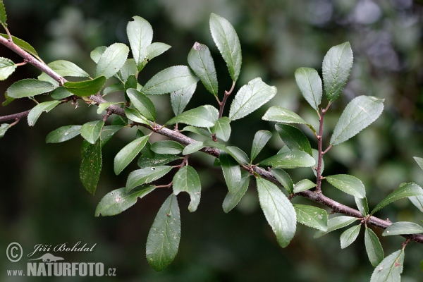 Blackthorn (Prunus spinosa)