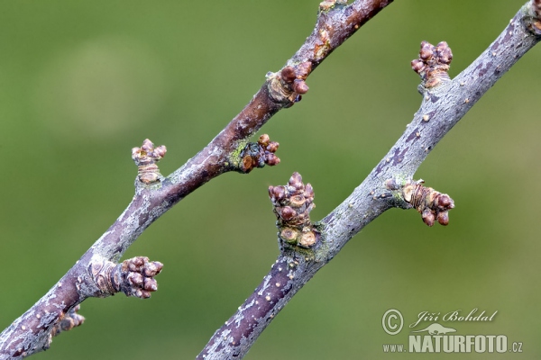 Blackthorn (Prunus spinosa)