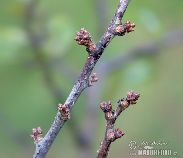 Blackthorn (Prunus spinosa)