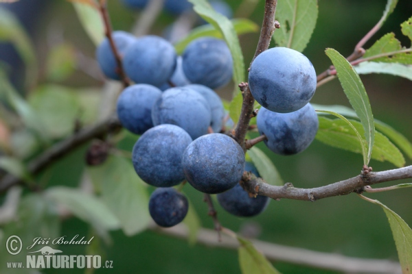 Blackthorn (Prunus spinosa)