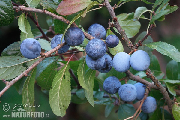 Blackthorn (Prunus spinosa)