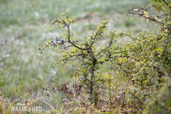 Blackthorn (Prunus spinosa)