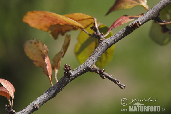 Blackthorn (Prunus spinosa)