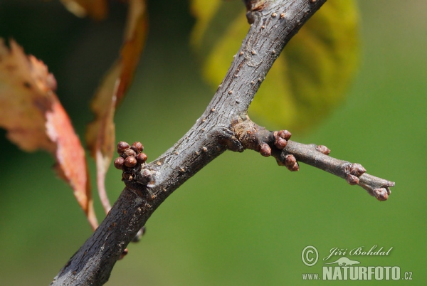 Blackthorn (Prunus spinosa)