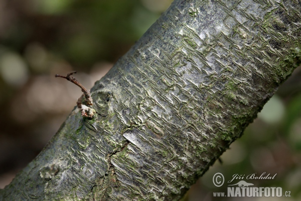 Blackthorn (Prunus spinosa)