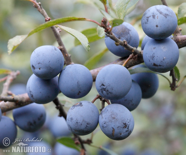 Blackthorn (Prunus spinosa)