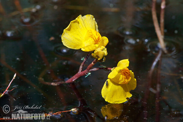 Bladderwort (Utricularia australis)