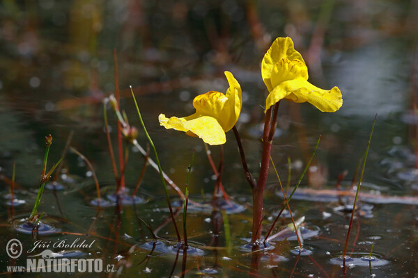 Bladderwort (Utricularia australis)