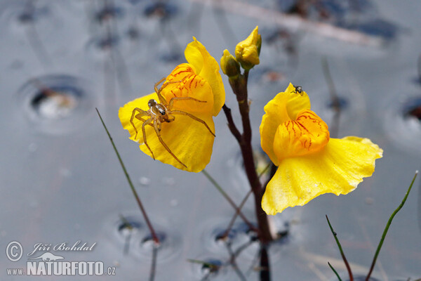 Bladderwort (Utricularia australis)