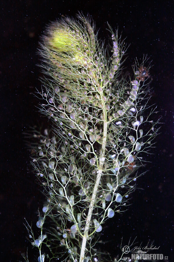 Bladderwort (Utricularia australis)