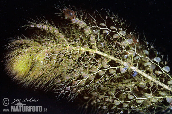 Bladderwort (Utricularia australis)