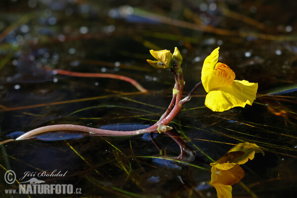 Bladderwort (Utricularia australis)