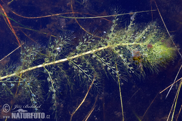 Bladderwort (Utricularia australis)