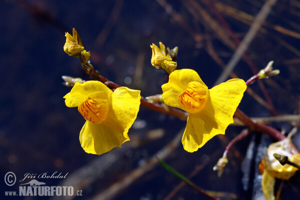 Bladderwort (Utricularia australis)