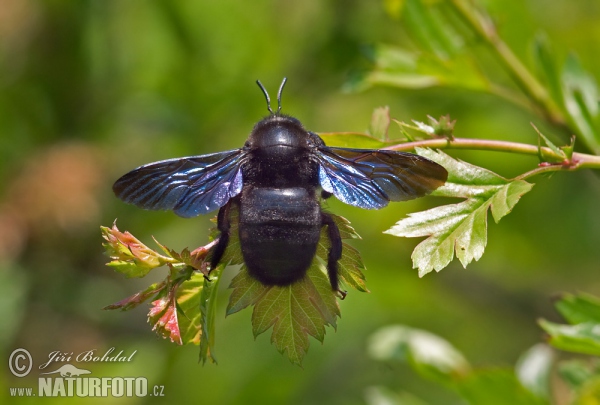 Blauwzwarte houtbij