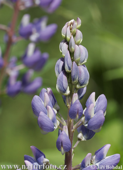 Blomsterlupin