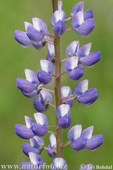 Blomsterlupin