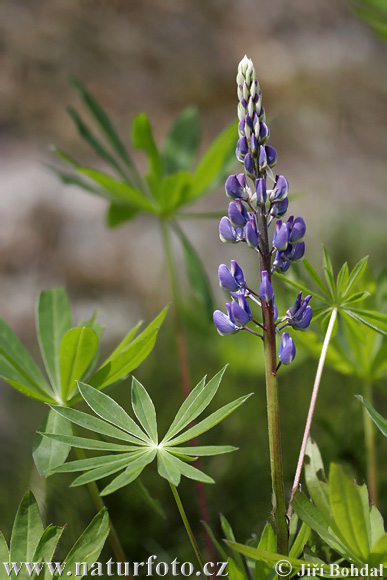 Blomsterlupin