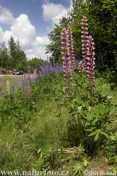 Blomsterlupin