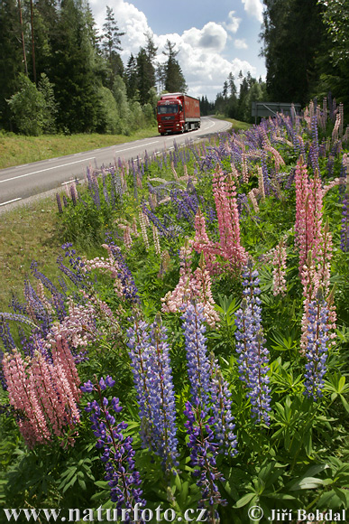 Blomsterlupin