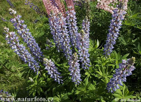 Blomsterlupin