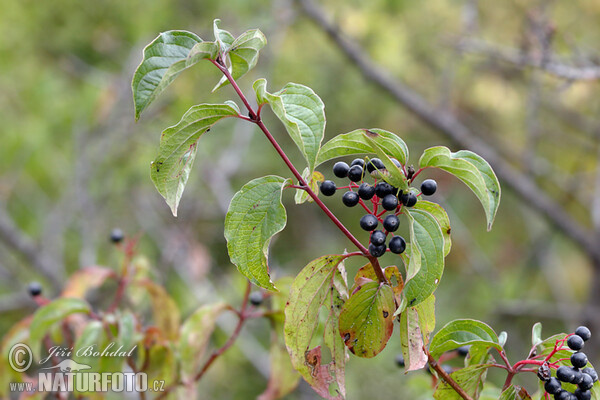 Bloody Dogwood (Cornus sanguinea)