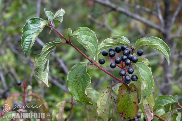 Bloody Dogwood (Cornus sanguinea)