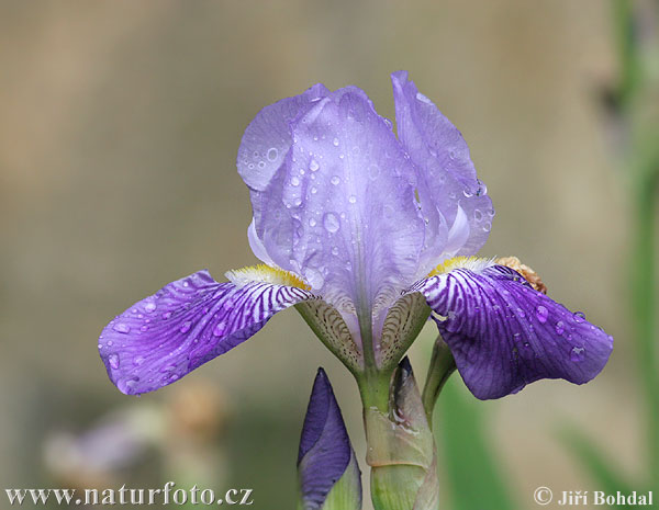 Blue Flag Iris (Iris barbata)