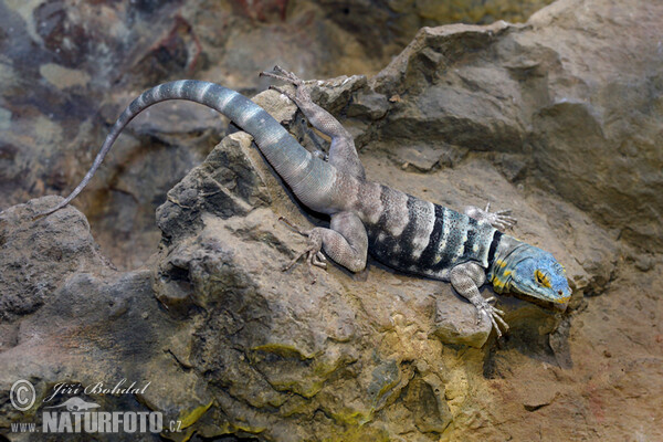 Blue Rock Lizard (Petrosaurus thalassinus)