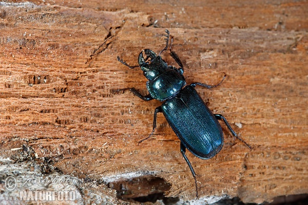 Blue Stag Beetle (Platycerus caraboides)