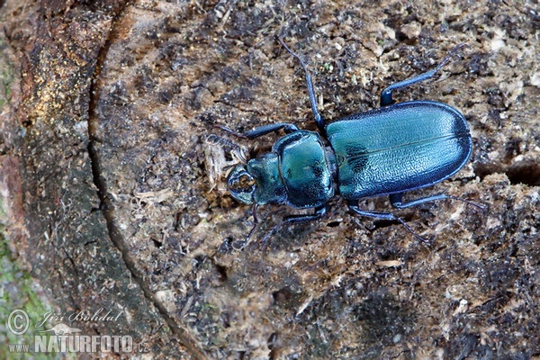 Blue Stag Beetle (Platycerus caraboides)