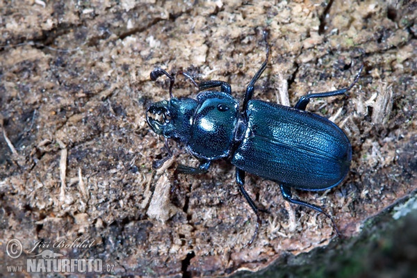 Blue Stag Beetle (Platycerus caraboides)