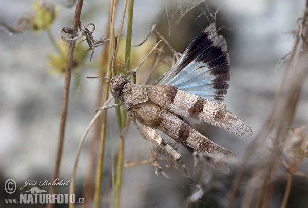 Blue-winged Grasshopper (Oedipoda caerulescens)