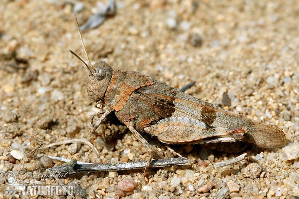 Blue-winged Grasshopper (Oedipoda caerulescens)