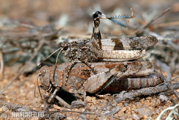 Blue-winged Grasshopper (Oedipoda caerulescens)